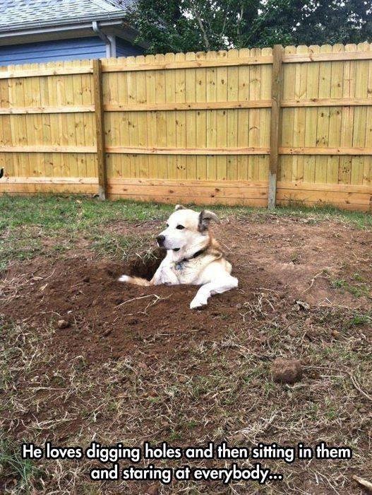 He loves digging holes and then sitting in them and staring at everybody...