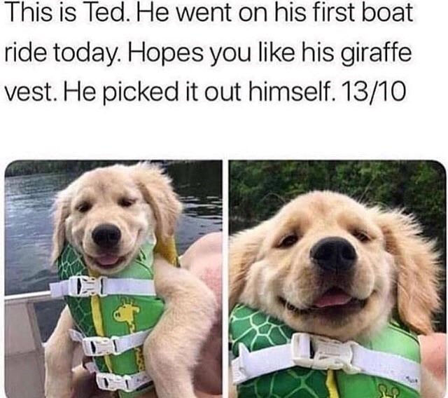 This is Ted. He went on his first boat ride today. Hopes you like his giraffe vest. He picked it out himself. 13/10