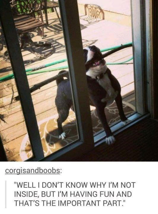 18 corgisandboobs: "WELL I DON'T KNOW WHY I'M NOT INSIDE, BUT I'M HAVING FUN AND THAT'S THE IMPORTANT PART."