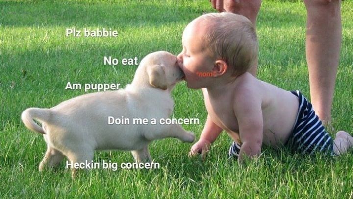 Plz babbie No eat Am pupper Doin me a concern Heckin big concern nom