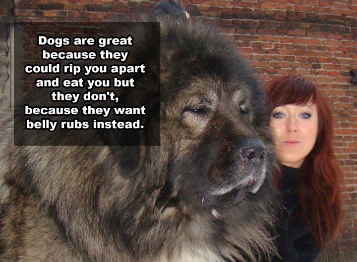 Dogs are great because they could rip you apart and eat you but they don't, because they want belly rubs instead.