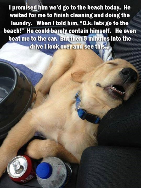 I promised him we'd go to the beach today. He waited for me to finish cleaning and doing the laundry. When I told him, “O.k. lets go to the beach!" He could barely contain himself. He even beat me to the car. But then 5 minutes into the drive I look over and see this...