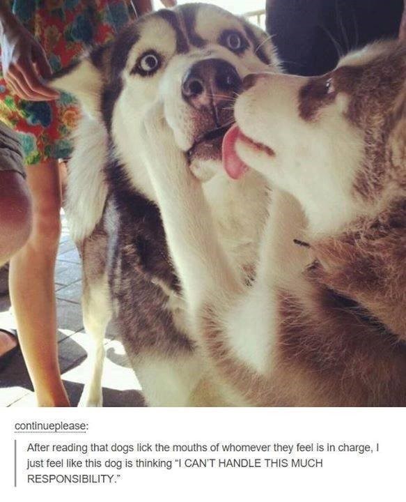 continueplease: After reading that dogs lick the mouths of whomever they feel is in charge, I just feel like this dog is thinking "I CAN'T HANDLE THIS MUCH RESPONSIBILITY."