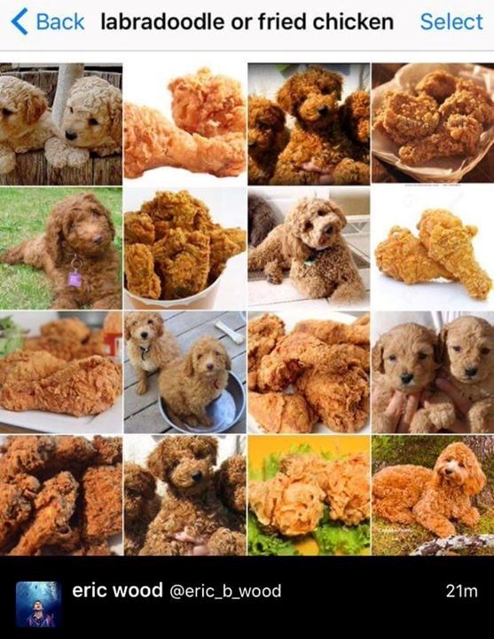 Back labradoodle or fried chicken Select eric wood @eric_b_wood 21m