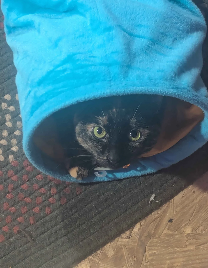 Cheezburger Image 10617433600