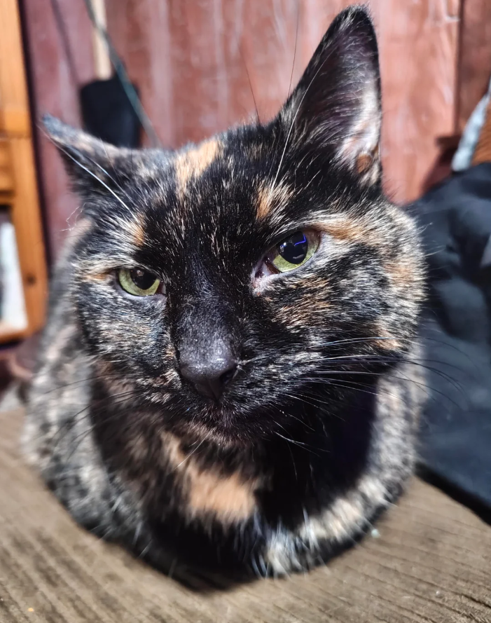 Cheezburger Image 10617433856