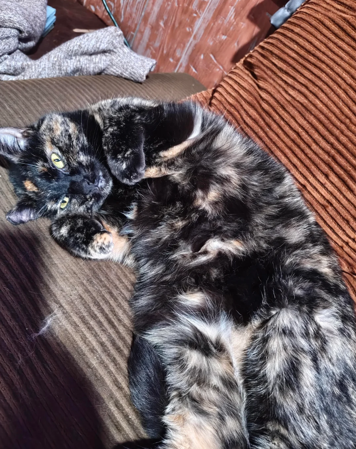 Cheezburger Image 10617434112