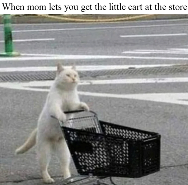 When mom lets you get the little cart at the store