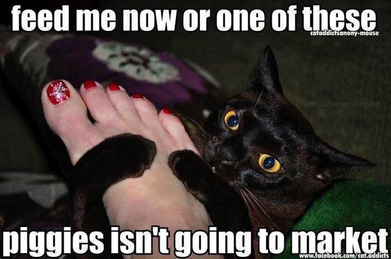 feed me now or one of these cataddictsanony-mouse Cateddictsunonymnque piggies isn't going to market www.facebook.com/cat.addicts