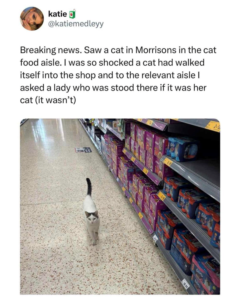 katie @katiemedleyy Breaking news. Saw a cat in Morrisons in the cat food aisle. I was so shocked a cat had walked itself into the shop and to the relevant aisle I asked a lady who was stood there if it was her cat (it wasn't) 2-8 2-8 tasty fasty tasty tairy $8.95