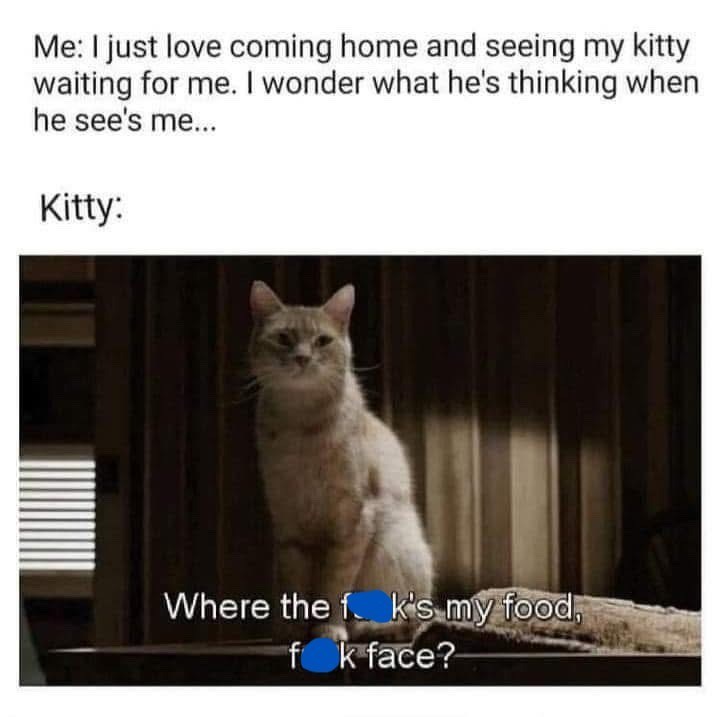 Me: I just love coming home and seeing my kitty waiting for me. I wonder what he's thinking when he see's me... Kitty: Where the fk's my food, fok face?
