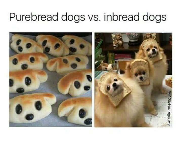 Purebread dogs vs. inbread dogs sweetkaratemoves
