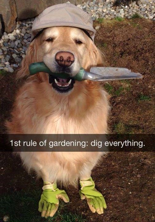 1st rule of gardening: dig everything.