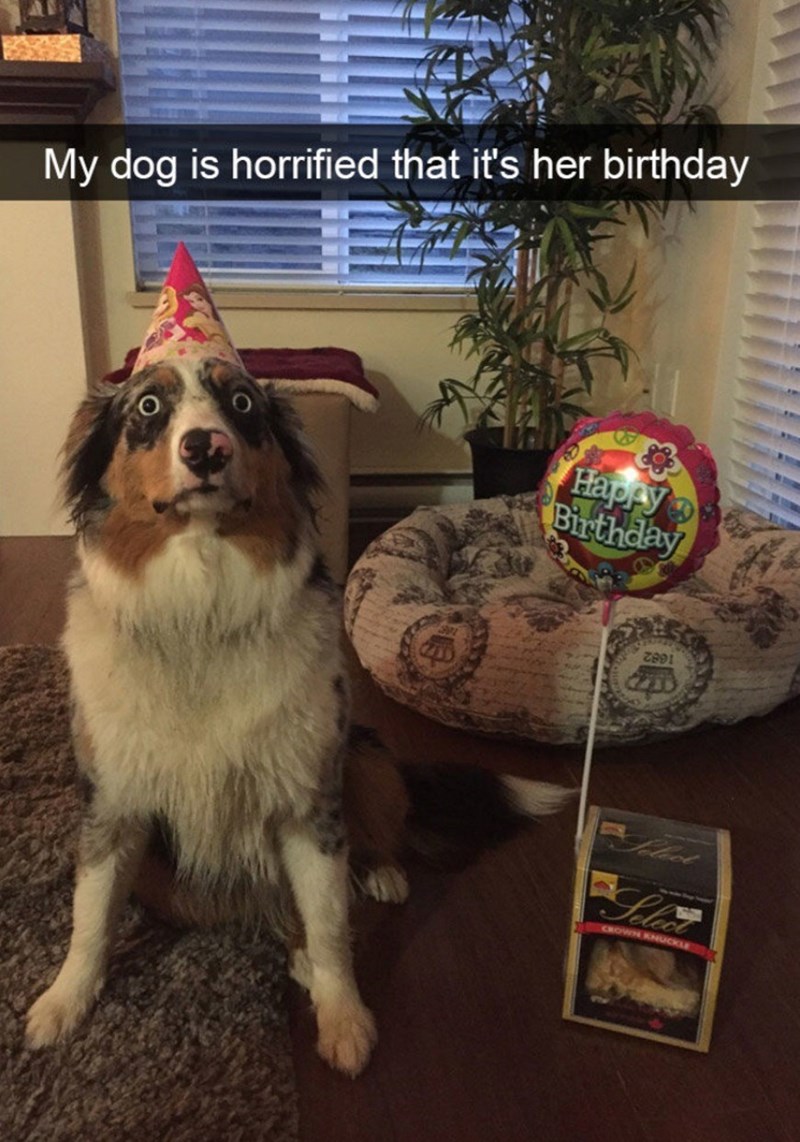 My dog is horrified that it's her birthday Happy Birthday 2891 Select Select CROWN KNUCKLE