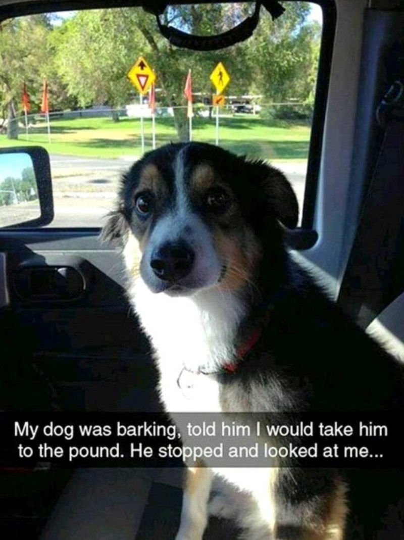 My dog was barking, told him I would take him to the pound. He stopped and looked at me...