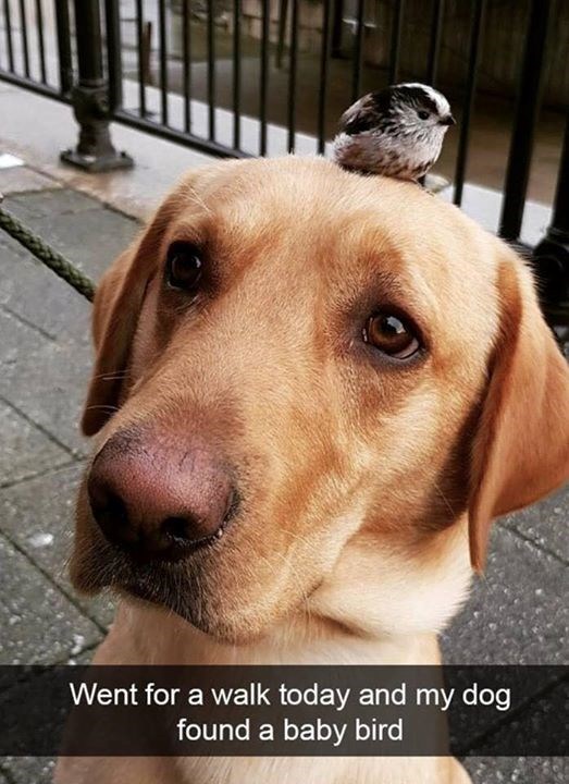 Went for a walk today and my dog found a baby bird