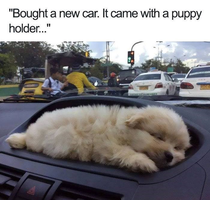 "Bought a new car. It came with a puppy holder..."