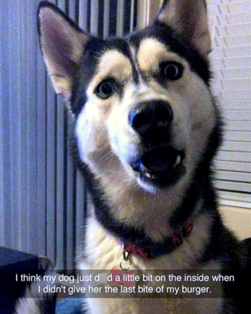 I think my dog just d d a little bit on the inside when I didn't give her the last bite of my burger.