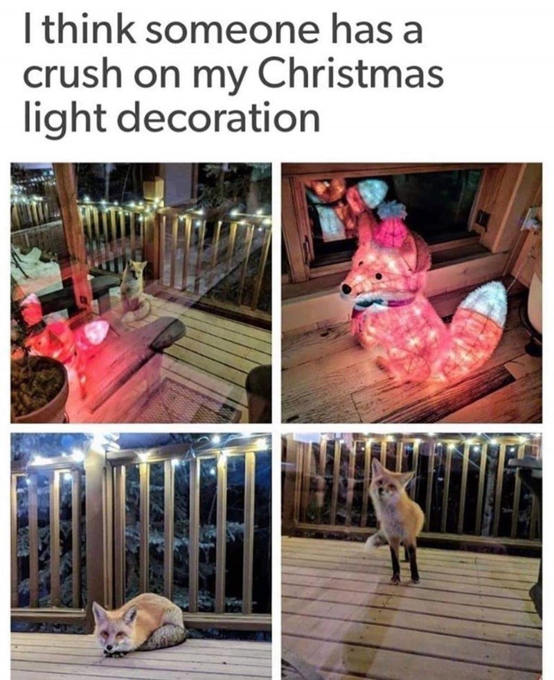 I think someone has a crush on my Christmas light decoration