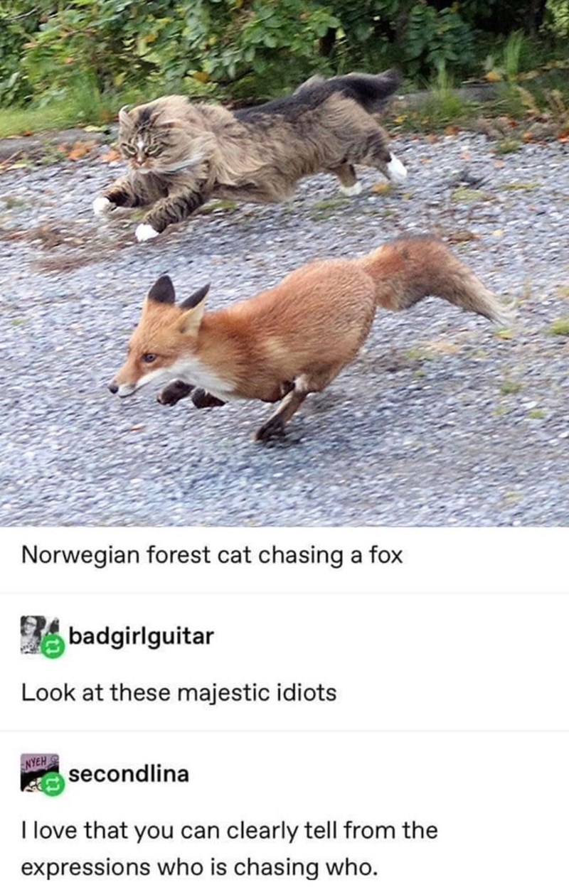 Norwegian forest cat chasing a fox badgirlguitar Look at these majestic idiots NYEH secondlina I love that you can clearly tell from the expressions who is chasing who.