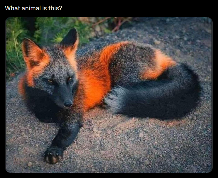 What animal is this?