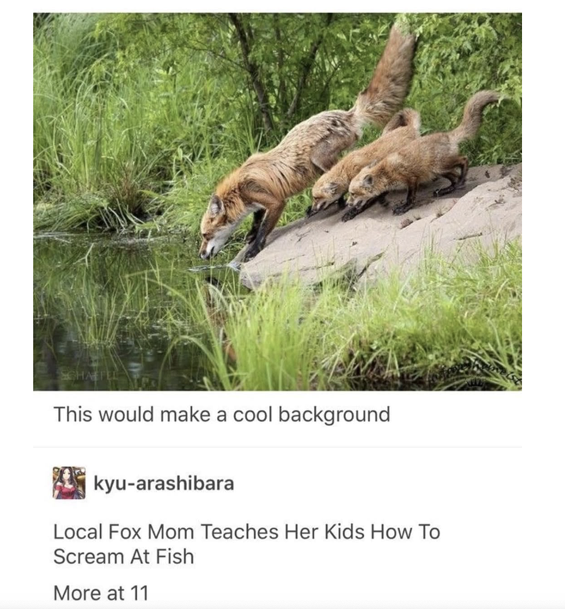 This would make a cool background kyu-arashibara Local Fox Mom Teaches Her Kids How To Scream At Fish More at 11