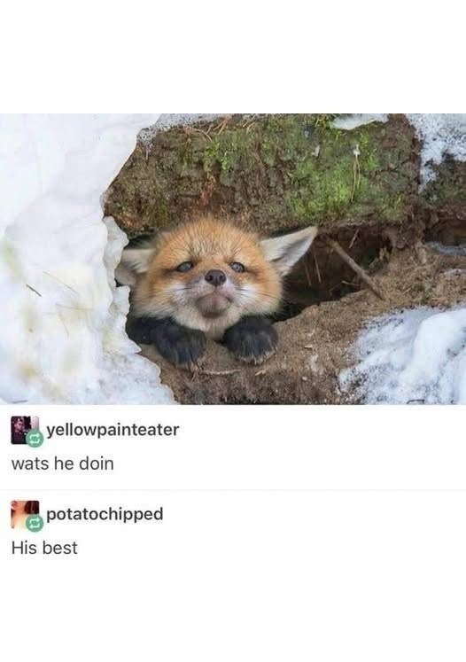 yellowpainteater wats he doin potatochipped His best