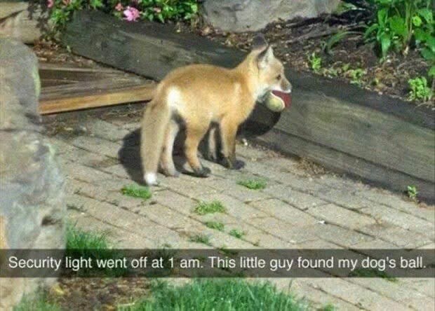 Security light went off at 1 am. This little guy found my dog's ball.