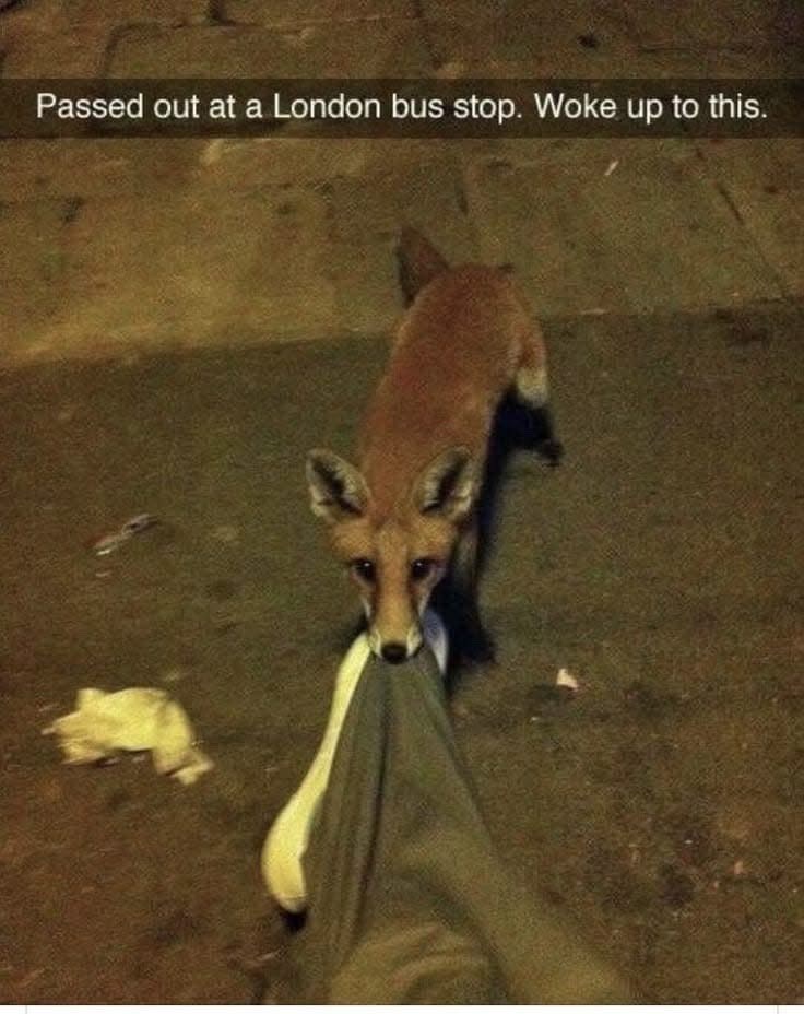 Passed out at a London bus stop. Woke up to this.