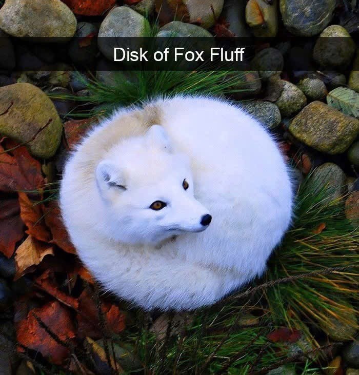 Disk of Fox Fluff
