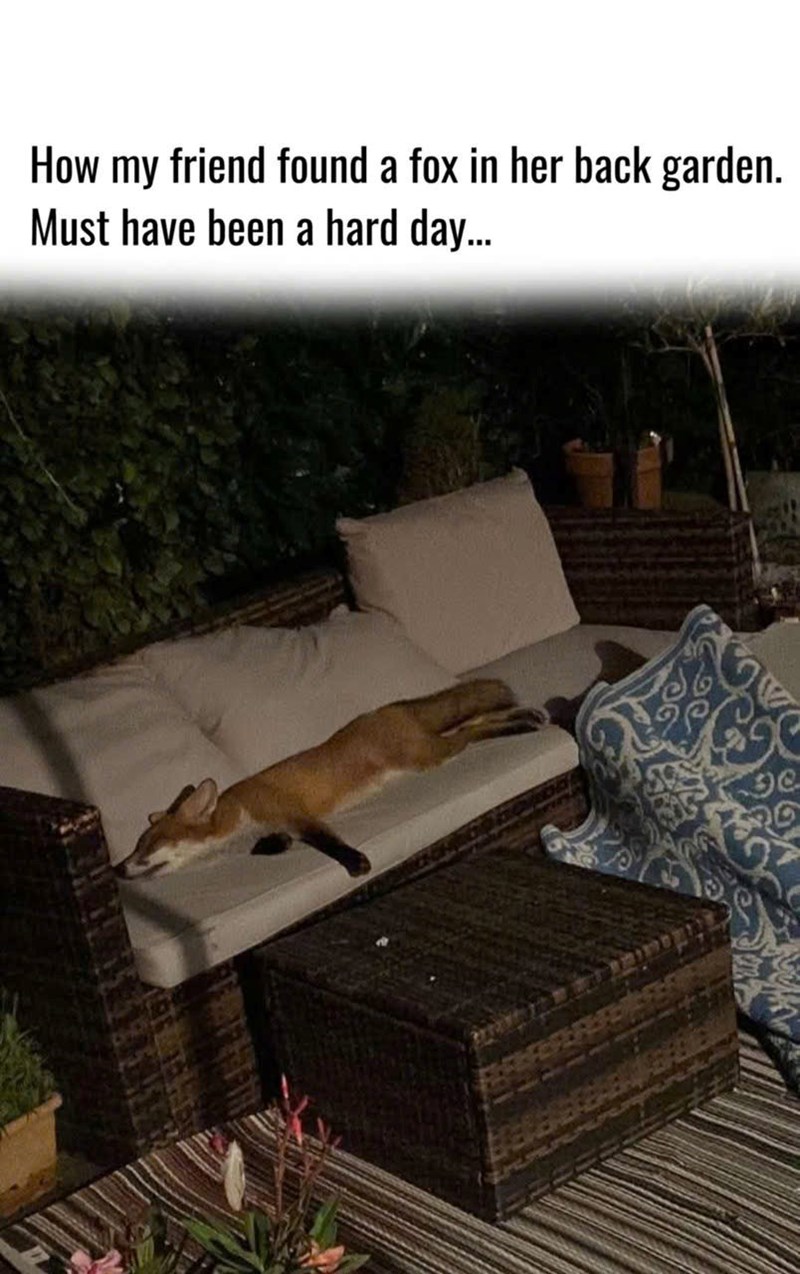 How my friend found a fox in her back garden. Must have been a hard day... e