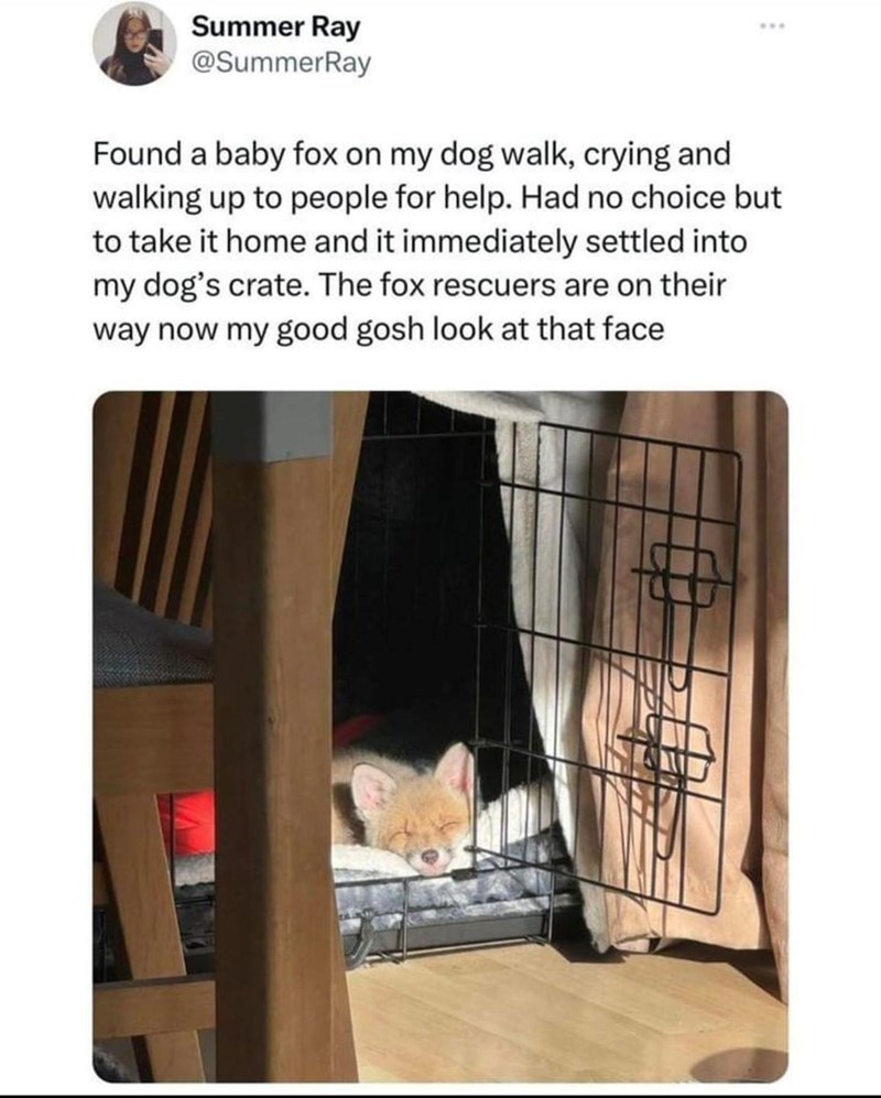 Summer Ray @SummerRay *** Found a baby fox on my dog walk, crying and walking up to people for help. Had no choice but to take it home and it immediately settled into my dog's crate. The fox rescuers are on their way now my good gosh look at that face
