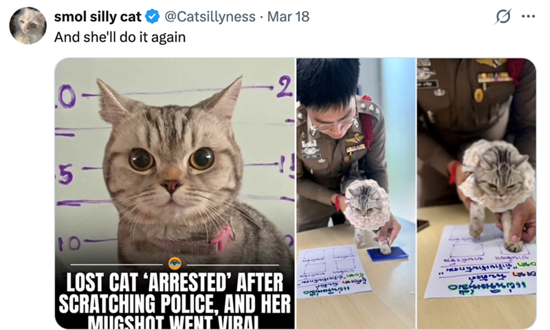 smol silly cat @Catsillyness · Mar 18 And she'll do it again 5- 10- LOST CAT 'ARRESTED' AFTER SCRATCHING POLICE. AND HER MUGSHOT WENT VIRAL -2 ཀན་ཇིབ་ཀ "ทำร้ายเจ้าพนักงาน อา นา แผ่นพิมพ์มือ rgམས་པསྐྲུ་ད་ ผู้ตัณหา จันทิด Q ...