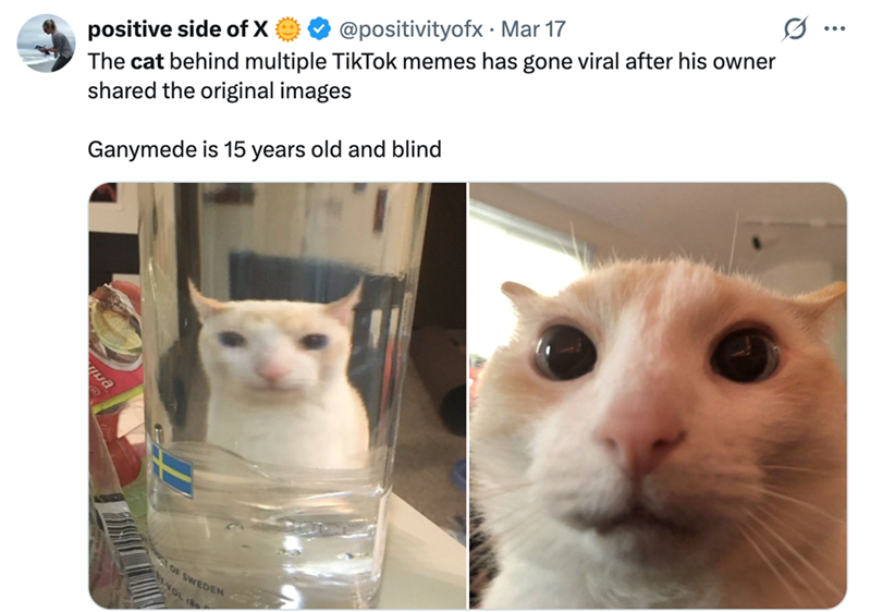 positive side of X @positivityofx · Mar 17 The cat behind multiple TikTok memes has gone viral after his owner shared the original images Ganymede is 15 years old and blind T OF SWEDEN YOL (
