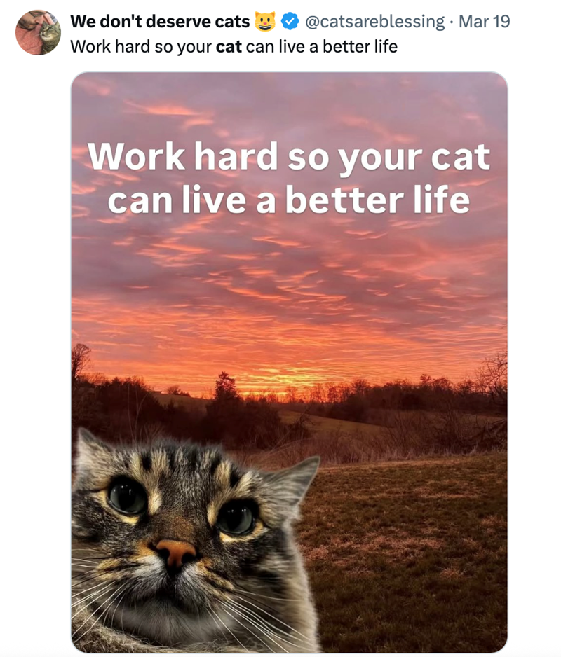 We don't deserve cats @catsareblessing • Mar 19 Work hard so your cat can live a better life Work hard so your cat can live a better life