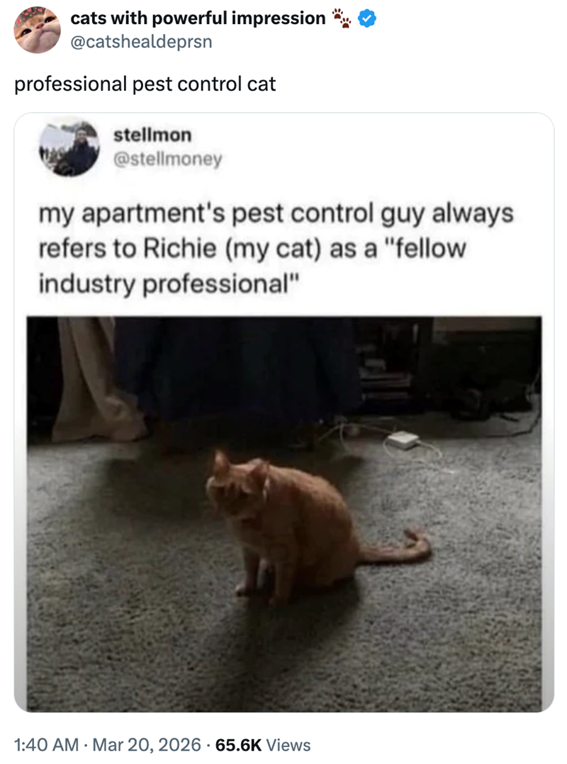 cats with powerful impression @catshealdeprsn professional pest control cat stellmon @stellmoney my apartment's pest control guy always refers to Richie (my cat) as a "fellow industry professional" 1:40 AM Mar 20, 2026 65.6K Views