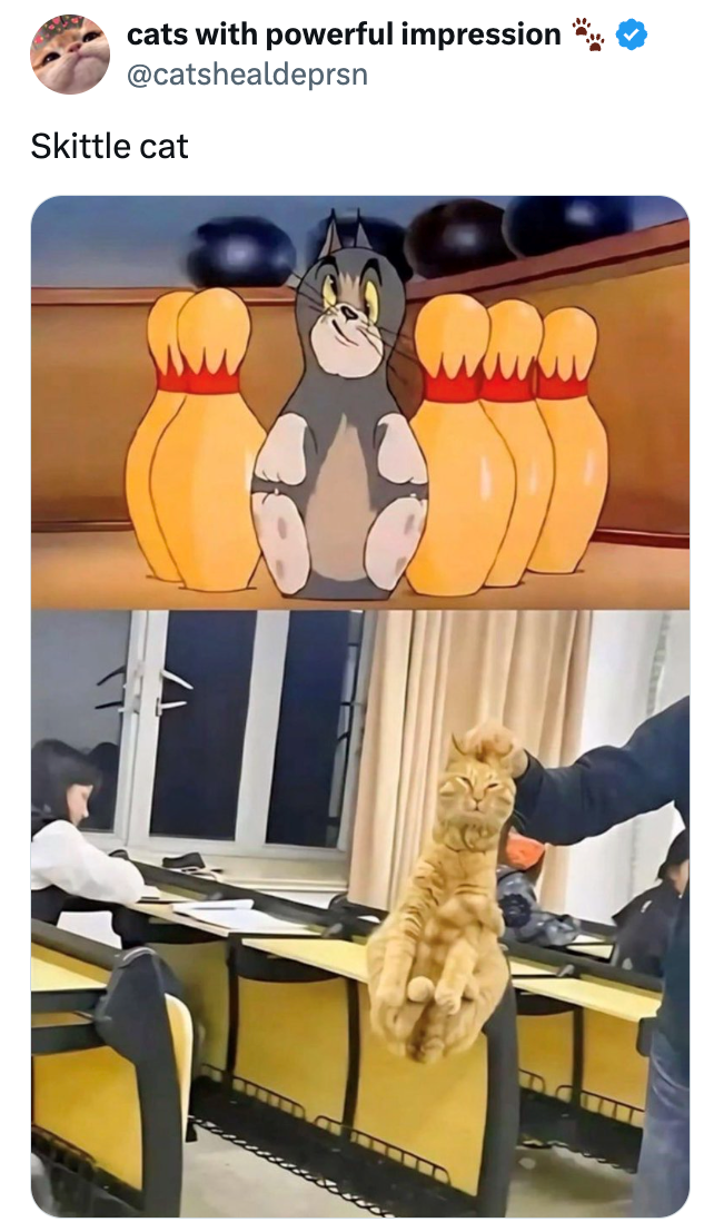 cats with powerful impression @catshealdeprsn Skittle cat