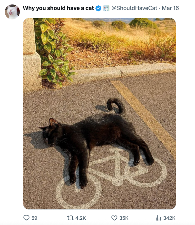 59 14.2K Why you should have a cat @Should HaveCat · Mar 16 • 3 35K Il 342K
