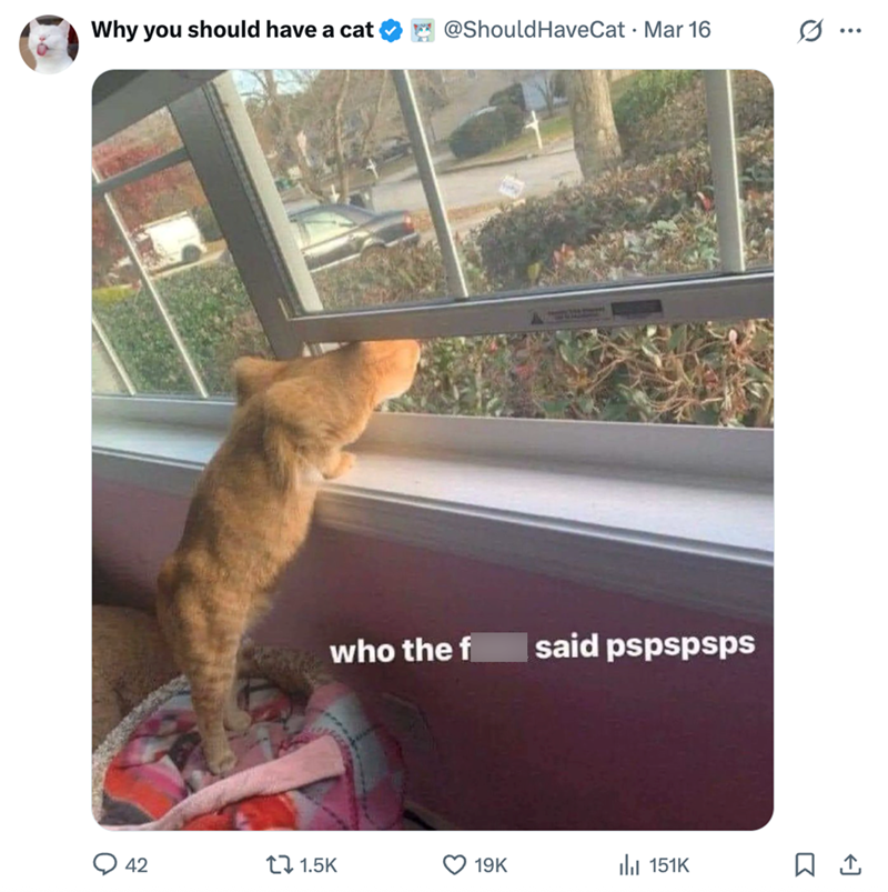 Why you should have a cat @Should HaveCat · Mar 16 who the f said pspspsps 42 t 1.5K 19K 151K Q ...