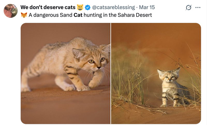 We don't deserve cats @catsareblessing. Mar 15 .. A dangerous Sand Cat hunting in the Sahara Desert