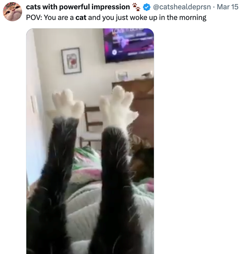 @catshealdeprsn⚫ Mar 15 cats with powerful impression POV: You are a cat and you just woke up in the morning