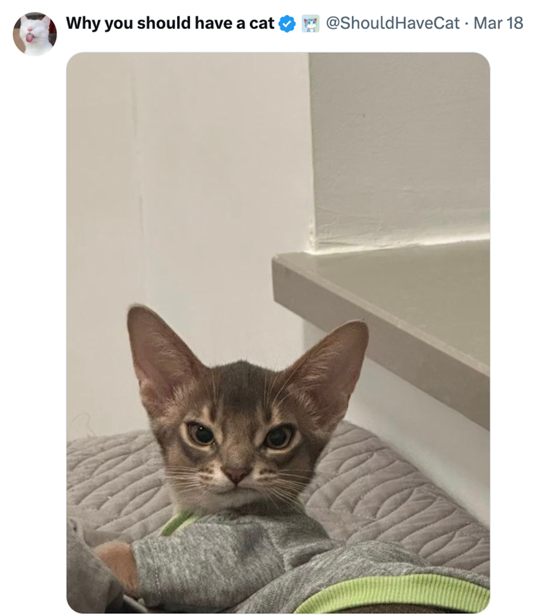 Why you should have a cat @Should HaveCat · Mar 18 .