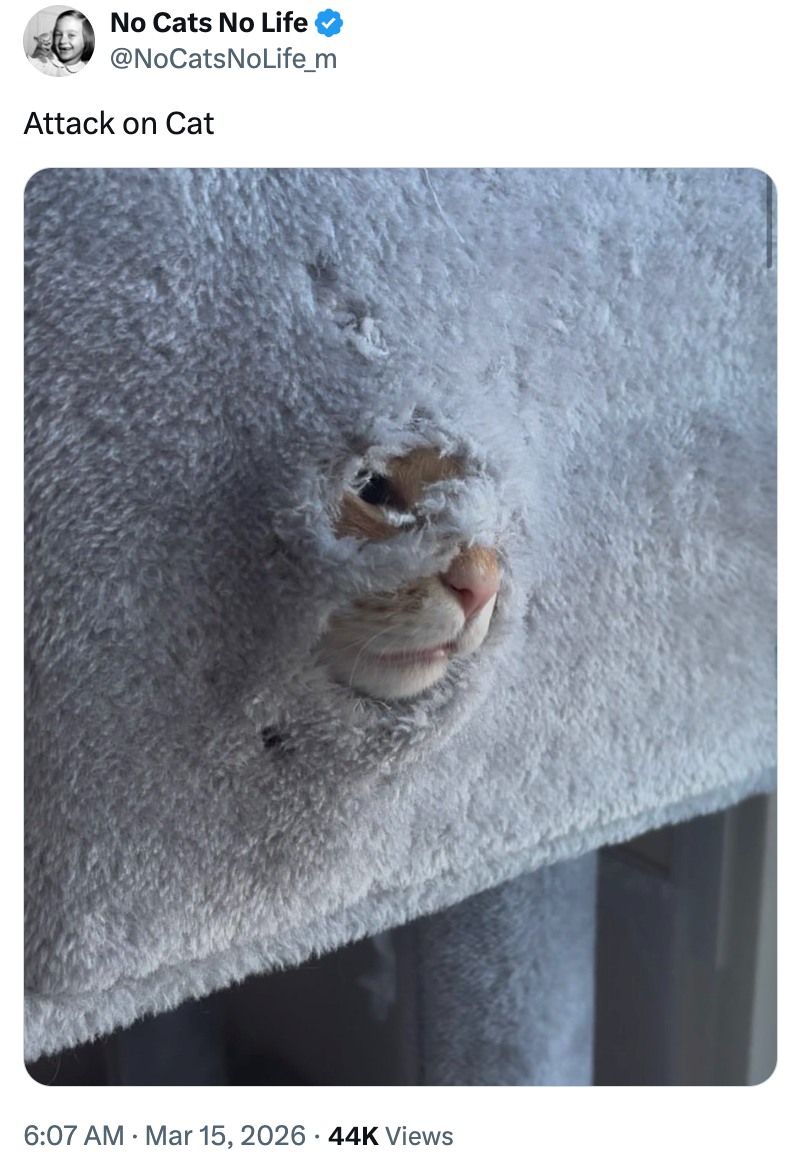 No Cats No Life @NoCatsNoLife_m Attack on Cat 6:07 AM · Mar 15, 2026 44K Views .