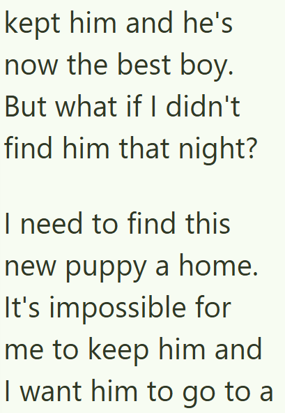 kept him and he's now the best boy. But what if I didn't find him that night? I need to find this new puppy a home. It's impossible for me to keep him and I want him to go to a