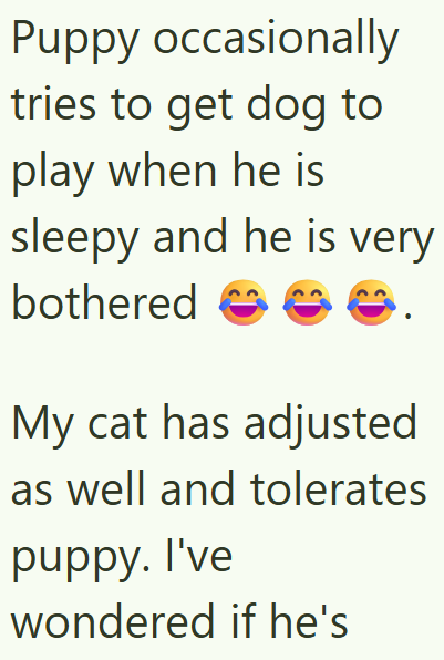 Puppy occasionally tries to get dog to play when he is sleepy and he is very bothered My cat has adjusted as well and tolerates puppy. I've wondered if he's