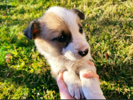 Cheezburger Image 10617468928