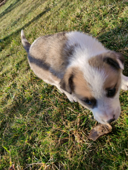 Cheezburger Image 10617469184