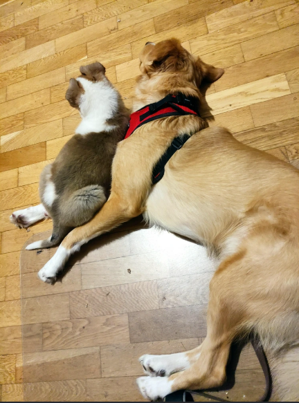 Cheezburger Image 10617469696