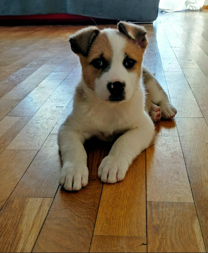 Cheezburger Image 10617470208