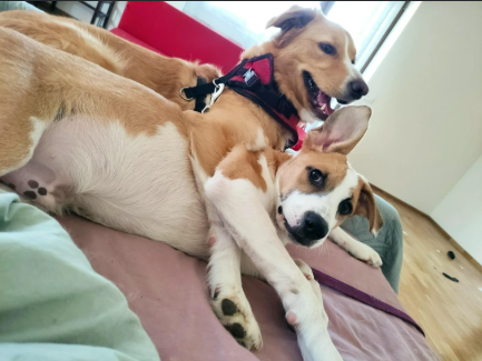 Cheezburger Image 10617470464